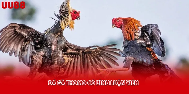 Đá gà Thomo có bình luận viên 